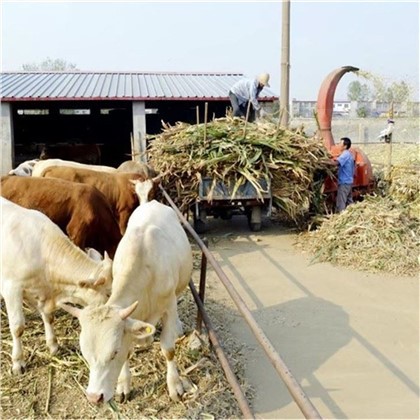 Pirinç Samanı Kesme Makinası